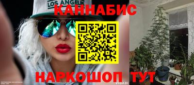 индика Кингисепп